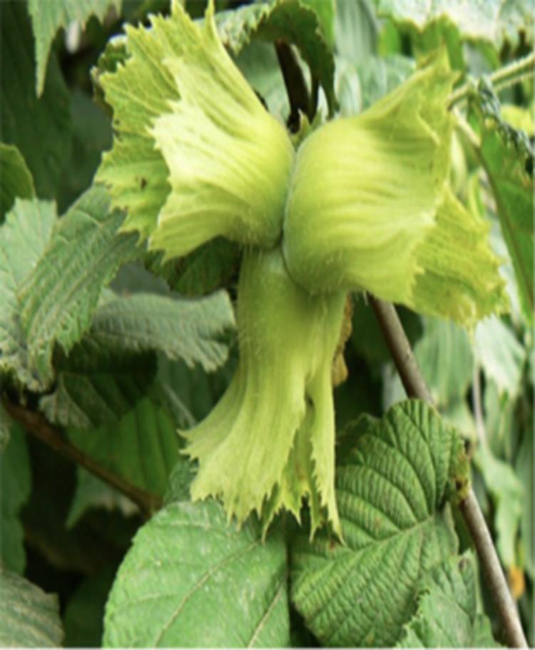 Giresun Yağlı Fındık Fidanı(Açık Köklü)