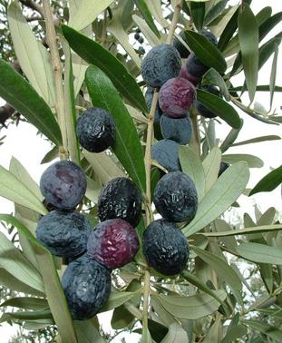 Zeytin